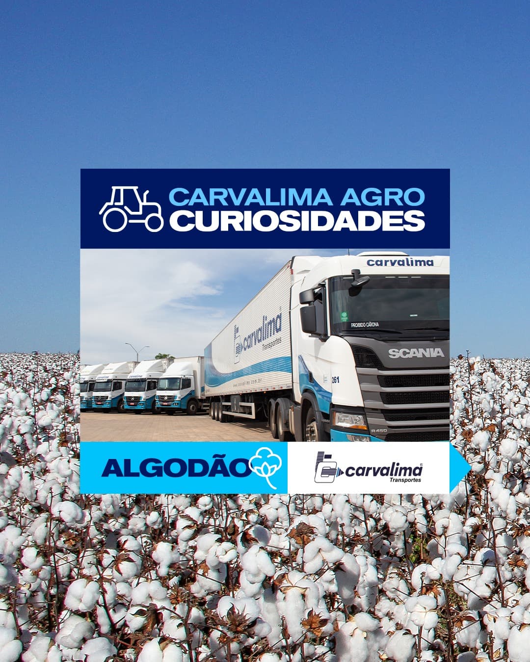 Carvalima Agro | Curiosidades - Algodão · Carvalima Transportes